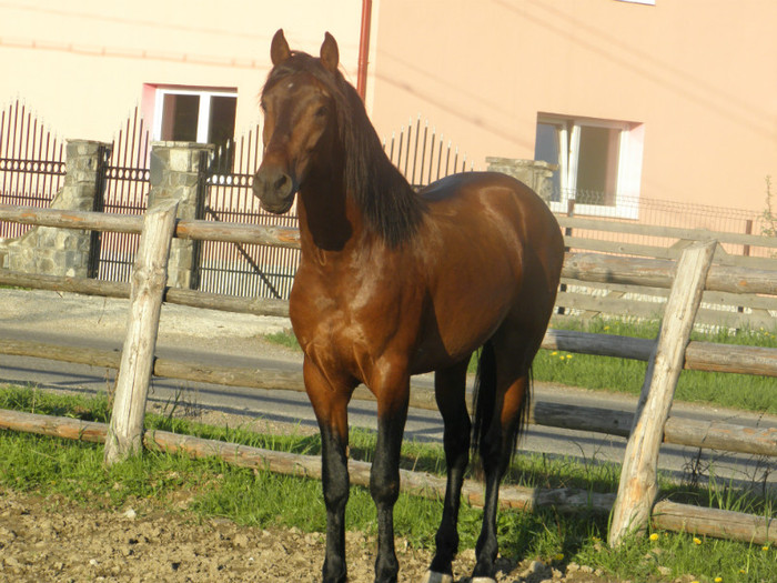 poza 006