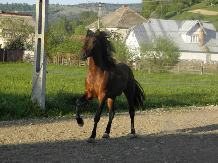 poza 015