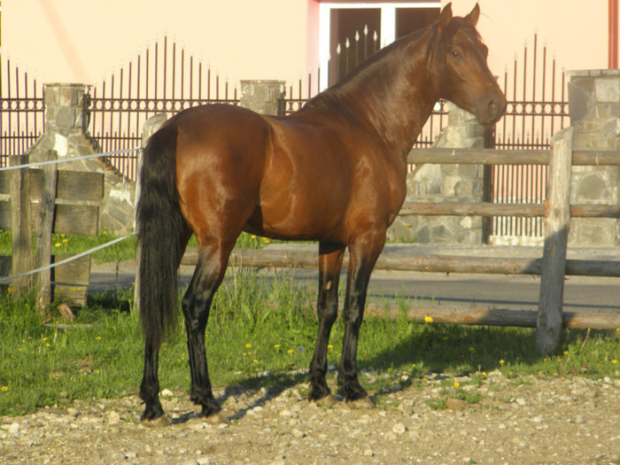 poza 020