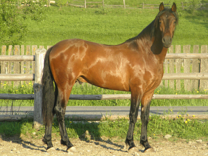 PURA RASA ESPANOLA ANDALUZ