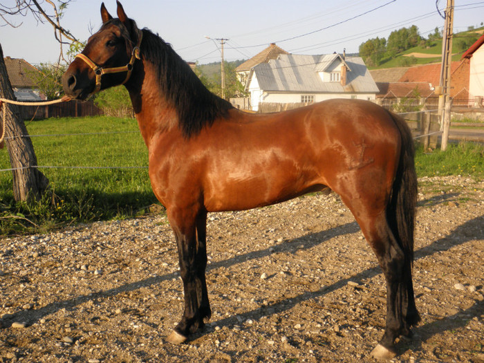 poza 026