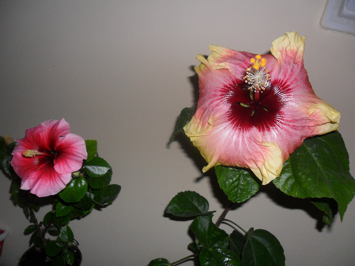 Hibiscus Yoder Camelia+ Tahitian Quinn - Hibiscus 2012-1