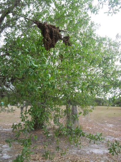 IMG_20120418_165150 - Apicultura din Florida in imagini