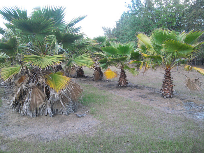 IMG_20120315_152443 - Apicultura din Florida in imagini