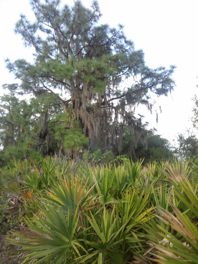 IMG_20120404_193259 - Apicultura din Florida in imagini