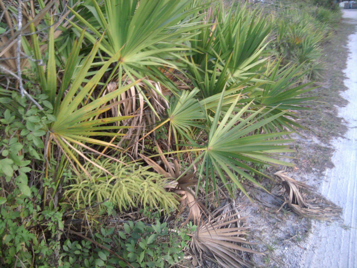 IMG_20120404_193219 - Apicultura din Florida in imagini
