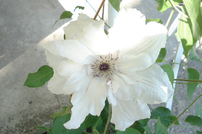 Beautifull bride - Clematite