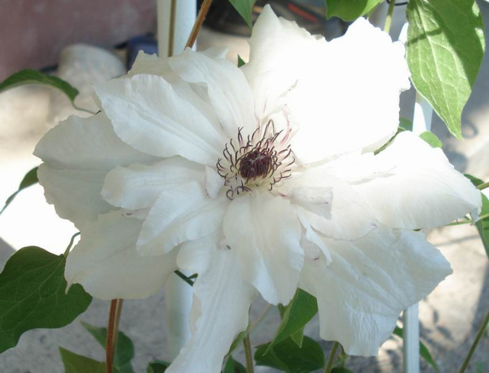 Beautifull bride - Clematite