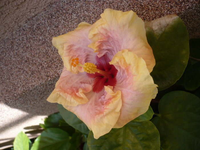 P1130506