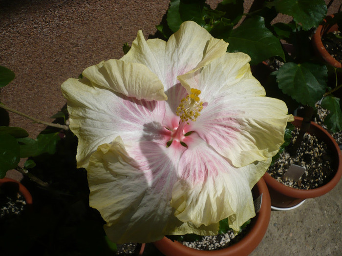 P1130510