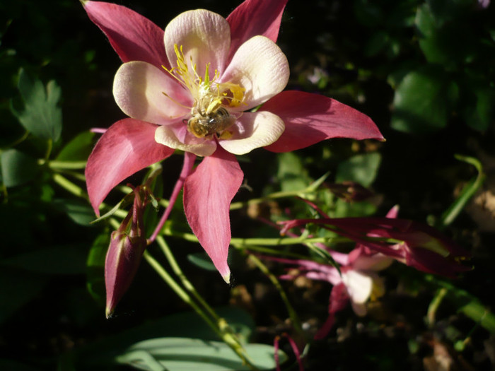 P1130498 - GRADINA 2012