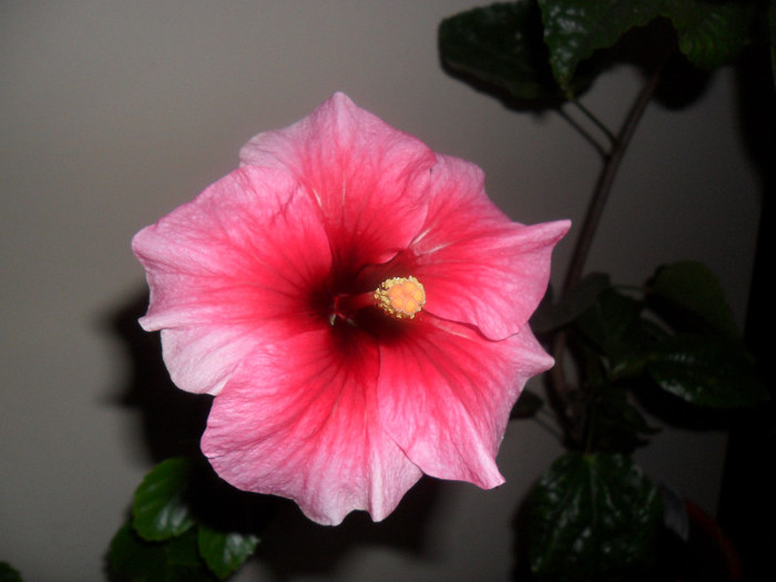 Hibiscus Yoder Camelia - Hibiscus 2012-1