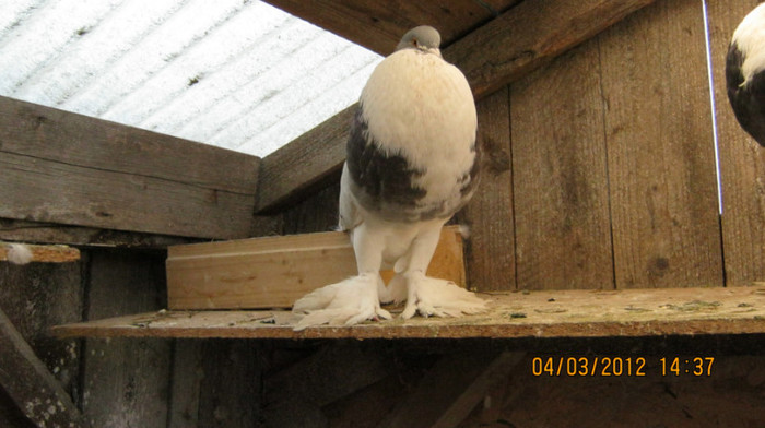 Picture 285