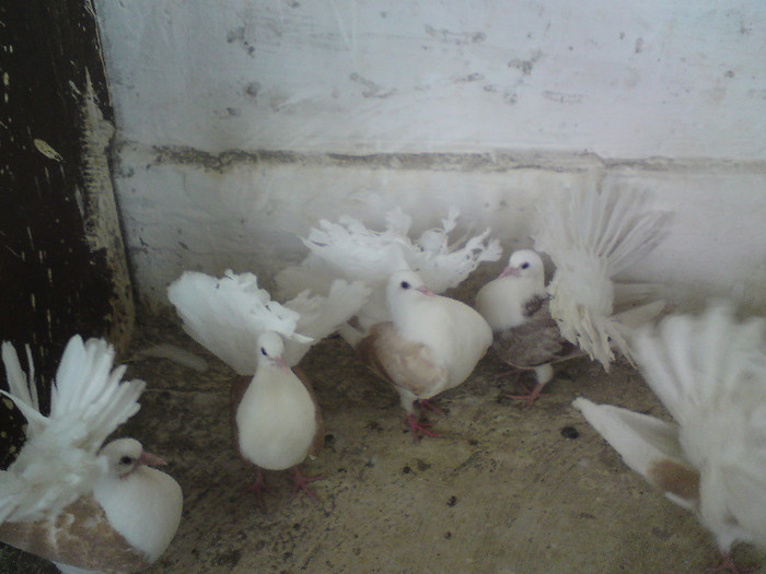 voltati  toate  culorile