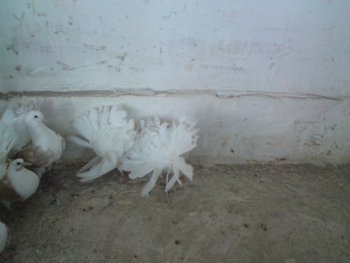 voltati de  vinzare-