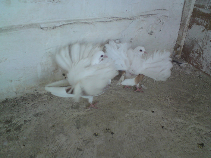 voltati de calitate  de  vinzare