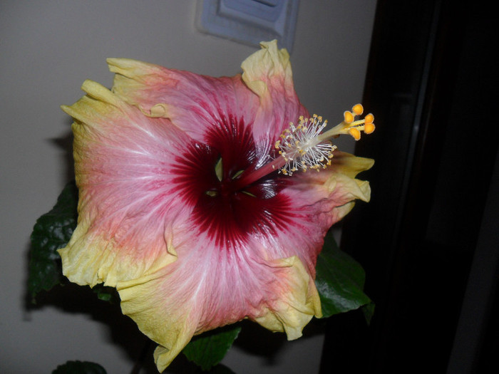 Hibiscus Tahitian Quinn - Hibiscus 2012-1