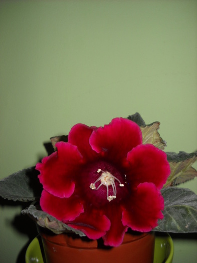 Defiance 13.05.2012 - 1GLOXINIA-2012