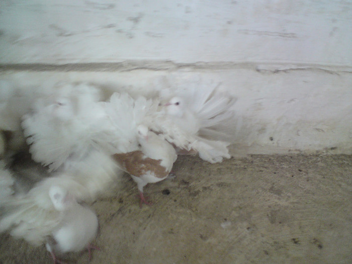 de vinzare - DE VINZARE