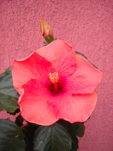 13.05.2012 am inflorit !!