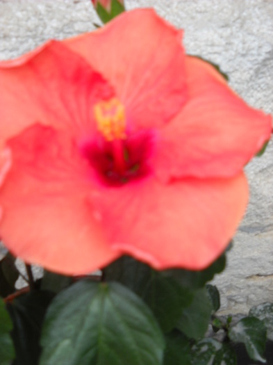 13.05.2012 AM INFLORIT !