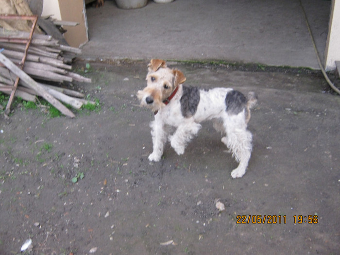 Picture 010 - catelusa fox-terrier