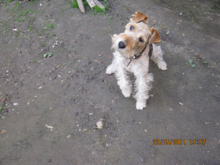 Picture 011 - catelusa fox-terrier