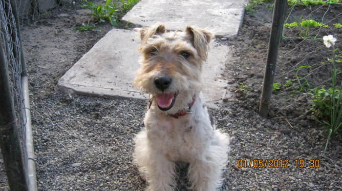 Picture 381 - catelusa fox-terrier