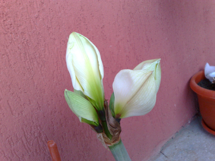 Green Goddes - amarylisii infloriti