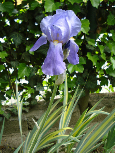 134. "Pallida Variegata"