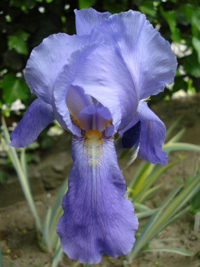 134. "Pallida Variegata"