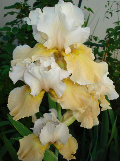 22.23. "Champagne Elegance"