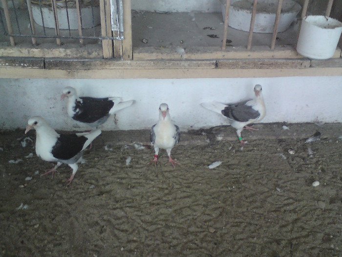 PUI..LIST  DE VINZARE