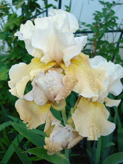 22.23. "Champagne Elegance"