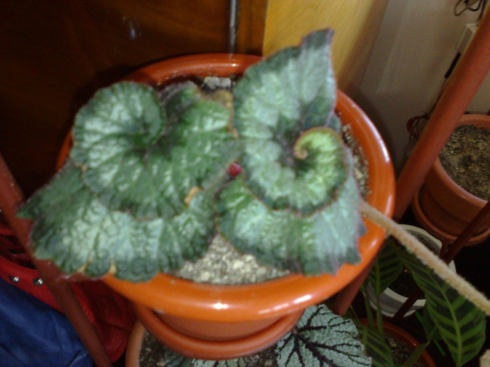 begonia rex Dianadia - ACHIZITII FLORI DE LA DOAMNE CU SUFLET MARE 1