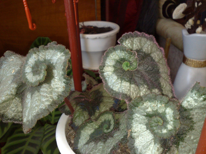 begonia rex Dianadia - ACHIZITII FLORI DE LA DOAMNE CU SUFLET MARE 1