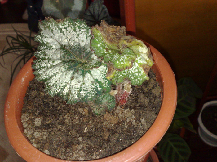 begonia rex Dianadia