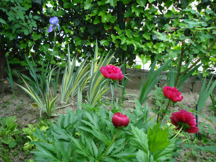 134. "Pallida Vriegata" si bujor "Rubra Plena"