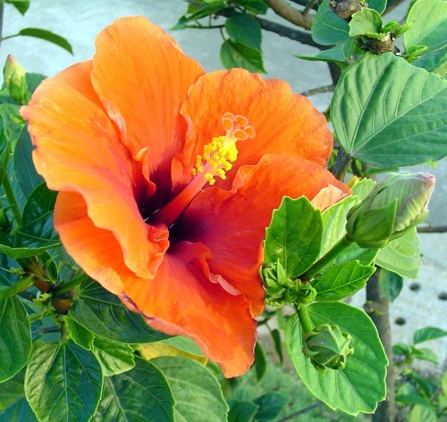 Hibiscus_trandafirul_chinezesc