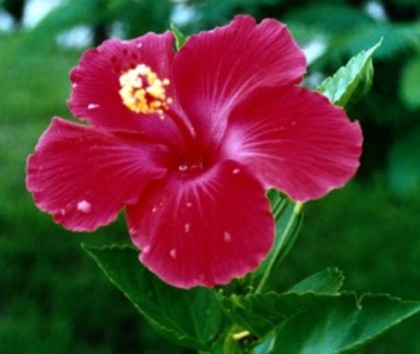 Plante-de-apartament-Trandafirul-japonez-trandafirul-de-China-sau-Hibiscus1-300x253 - imi doresc