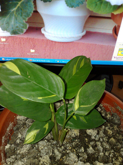 calathea Taisia