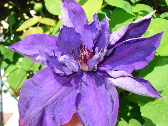 DSC09202 - Clematis 2012