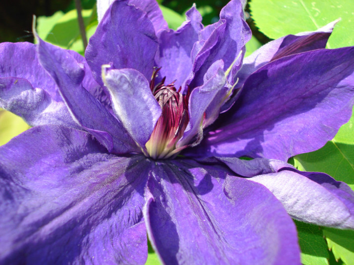DSC09206 - Clematis 2012