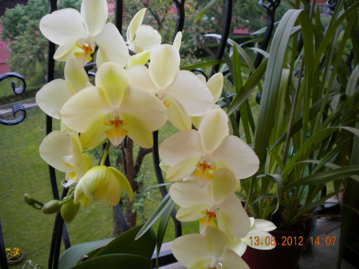  - orhidee 2012