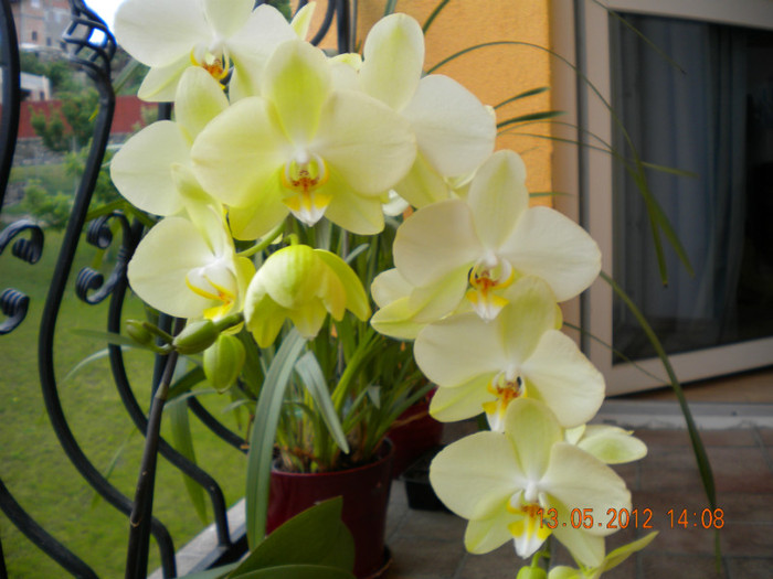  - orhidee 2012
