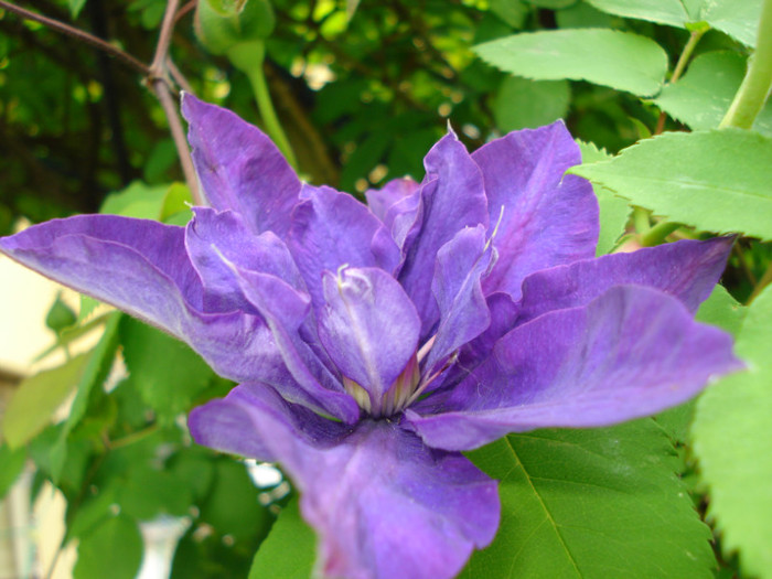 DSC09374 - Clematis 2012