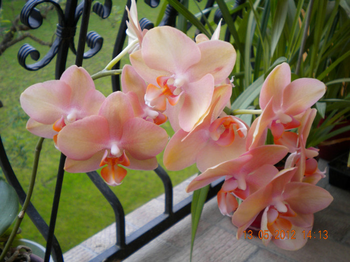  - orhidee 2012