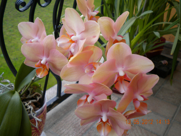  - orhidee 2012