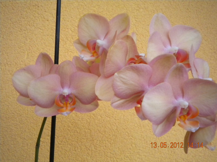  - orhidee 2012