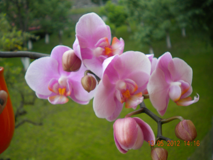  - orhidee 2012